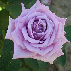 デルバールローズ：マミー・ブルー大苗6号角鉢植え