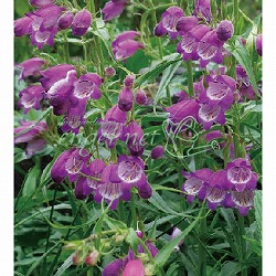 ペンステモン：サンバーストアメジスト3号ポット2株セット