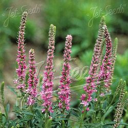 ベロニカ:スピカータ ピンクゴブリン3号ポット2株セット