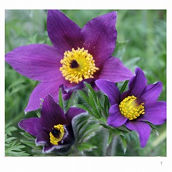 西洋オキナグサ（プルサティラ）：青紫花3号ポット2株セット