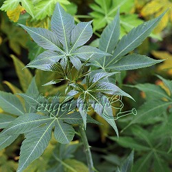 [26年2月中下旬予約]甜茶（テンチャ）3.5号ポット