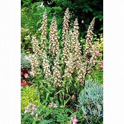 ジギタリス：カフェクリーム3号ポット3株セット