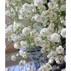 宿根カスミソウ：白花3号ポット3株セット