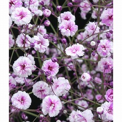 宿根カスミソウ：レッドシー（赤花八重）3号ポット3株セット