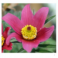 西洋オキナグサ（プルサティラ）：赤花3号ポット3株セット