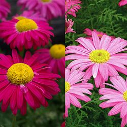 [送料無料]除虫菊（クリサンセマム コッキネウム）おまかせ花色ミックス3号ポット28株セット