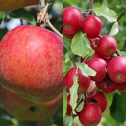 リンゴ2種受粉樹セット：津軽（つがる）とアルプス乙女[互いに受粉し実付きがよくなる異品種セット]