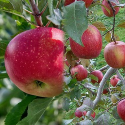 リンゴ2種受粉樹セット：ふじ（富士）と津軽（つがる）