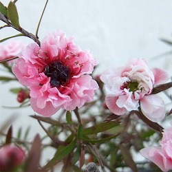 ギョリュウバイ：濃桃八重3号ポット