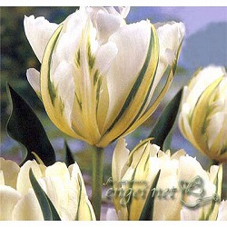 [26年2月中下旬予約]チューリップ：ホワイトバレー1球植え芽出し3号深ポット