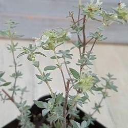 タイム（立性）：マスティチナ3号ポット