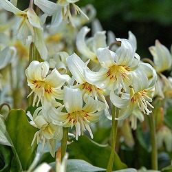 西洋カタクリ（エリスロニューム）：ホワイトビューティー3号ポット