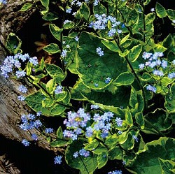 ブルンネラ：マクロフィラ ハドスペンクリーム3.5号ポット2株セット