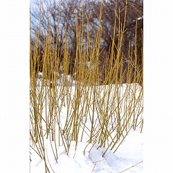 [26年2月中下旬予約]オウゴンミズキ(黄金ミズキ）4号ポット