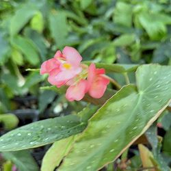 木立性ベゴニア：香華3号ポット