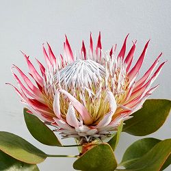 プロテア：キングプロテア4号ポット