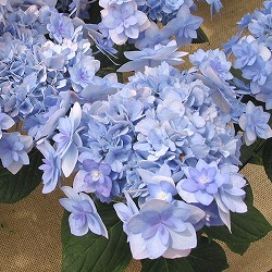 アジサイ：舞孔雀（まいくじゃく）3.5号ポット