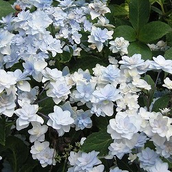 アジサイ：星花火（ほしはなび）3.5号ポット