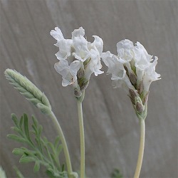 レースラベンダー：スターマインアルバ3.5号ポット