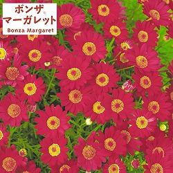 ボンザマーガレット：チェリー3.5号ポット2株セット(R)