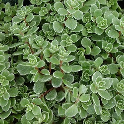 [送料無料]セダム：斑入りマルバマンネングサ3号ポット24株セット