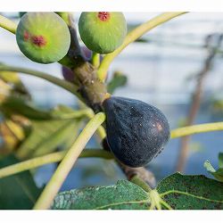 イチジク：ネグローネ6号鉢植え