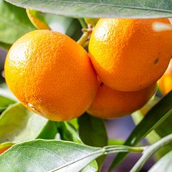 温州みかん・宮川早生（みやがわわせ）5号鉢植え[実付き]