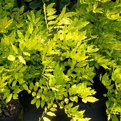 フジ（藤）：ゴールデンシャワー6号ポット