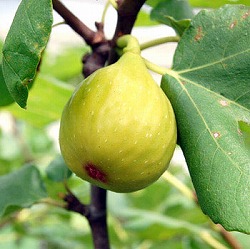 イチジク：ロイヤルビンヤード4-5号ポット