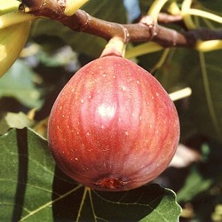 イチジク：コハク（ドウロウ）4-5号ポット