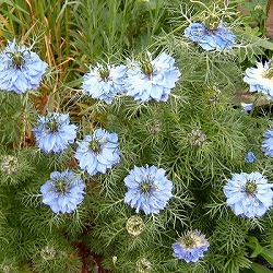 ニゲラ：ブルーミゼット3号ポット