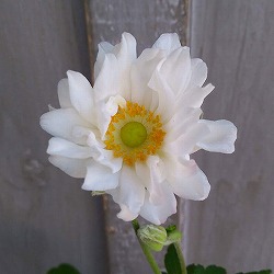 [26年8月下旬予約]シュウメイギク（秋明菊）：白花八重4号鉢植え