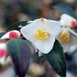 ツバキ（椿）：ルッチェンシス4号ポット