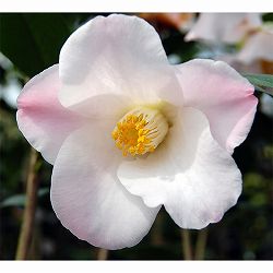 ツバキ（椿）：以津の夢（いつのゆめ）4号ポット