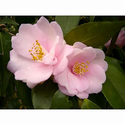 ツバキ（椿）：港の華（みなとのはな）4号ポット