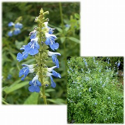 セージ：ボッグセージ3～3.5号ポット2株セット