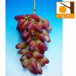 ブドウ：マニキュアフィンガー接木苗4～5号ポット