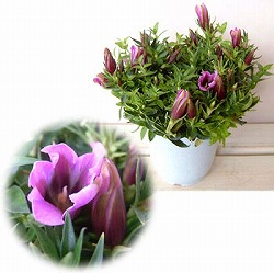 リンドウ：福姫4.5号鉢植え