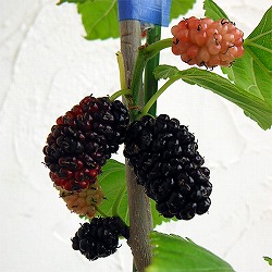 マルベリー（桑）：カタネオ5号ポット＊