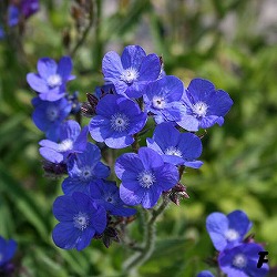 アンチューサ：プリーズストレイン3-3.5号ポット2株セット