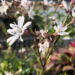 リクニス：ホワイトロビン3-3.5号ポット2株セット