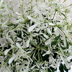 ユーフォルビア:白雪姫(しらゆきひめ)4号鉢植え