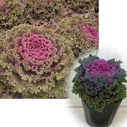 ハボタン：紅すずめ3.5号ポット2株セット