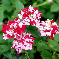 極姫バラ：絞り咲き姫バラゼブラ3号ポット