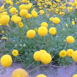 コツラ：バルバータ 3～3.5号ポット12株セット