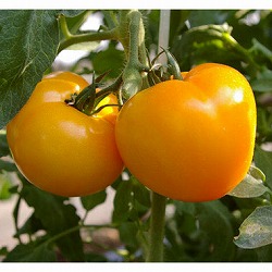 トマト：桃太郎ゴールド自根苗3号ポット4株セット