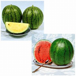 [26年5月中下旬予約]すいか（小玉）：ミニバルーン接木苗3.5号ポット2種4株セット