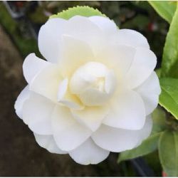 椿（ツバキ）：スワンレイク4号ポット