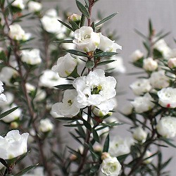 ギョリュウバイ：白八重3.5号ポット