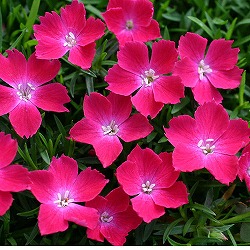 ナデシコ：花はなスカーレット3号ポット3株セット